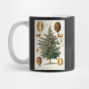 Cedar tree and cone dissectation - Cedrus - botanical illustration Mug